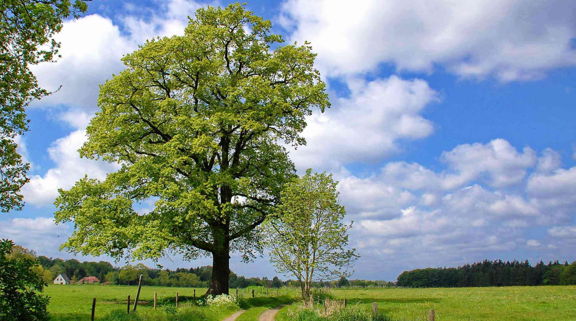 HEIMAT & ZUKUNFT          Westerstede und seine D�rfer!
